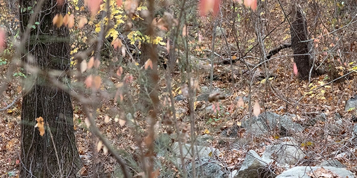 Forested area on RIC campus