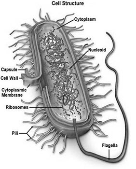 Cell structure 