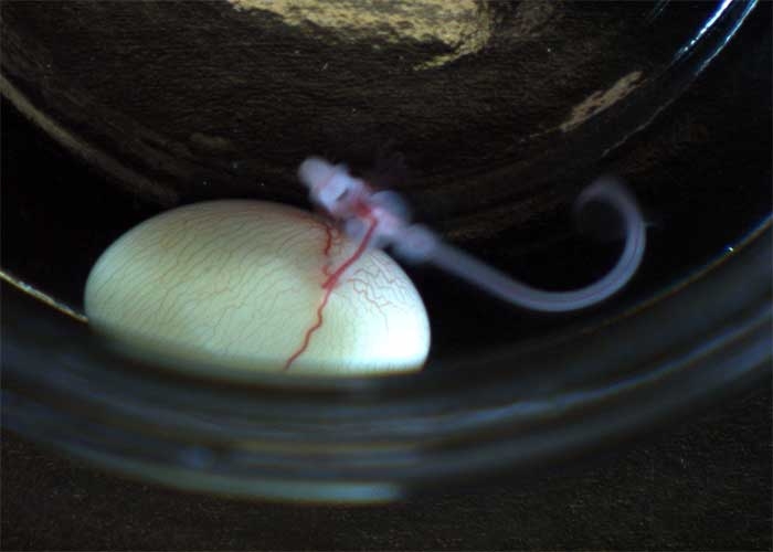 Skate embryo