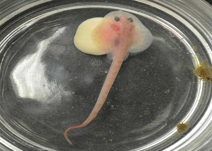 Skate embryo