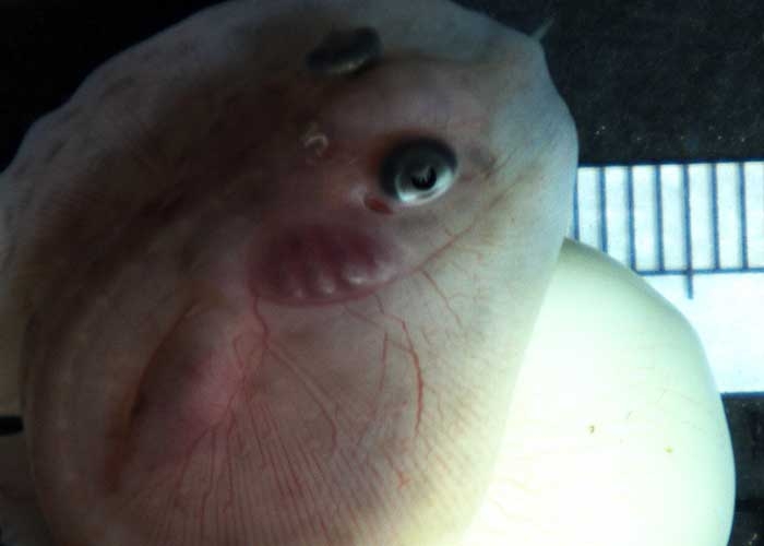 Skate embryo