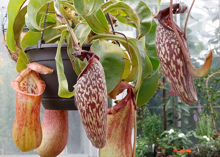 carnivorous plant