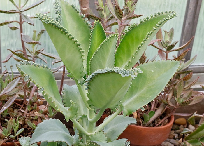 Plant called mother of millions