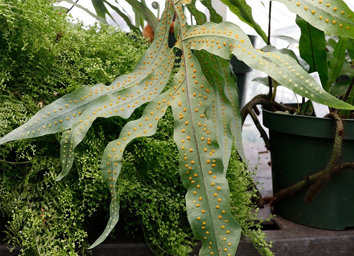 spores on a plant leaf