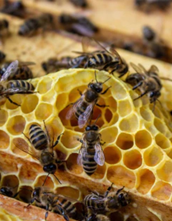 Cate DeWolf renders beeswax