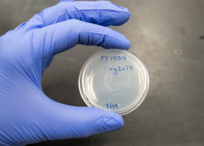 Alison Philbrook Lab