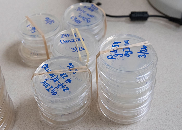 Alison Philbrook Lab