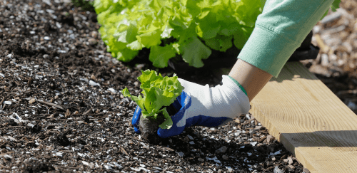 planting