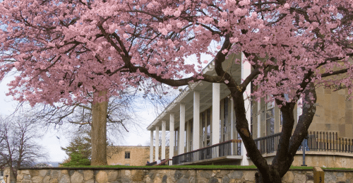 Library in springtime 