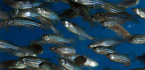 ZebraFish