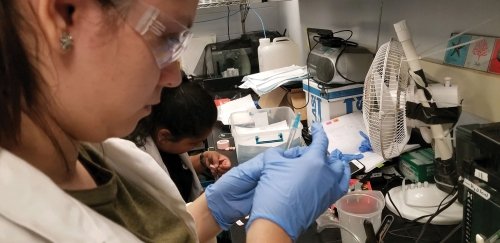 Two students working in a biology lab