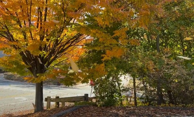 Fall scene of trees and road at RIC